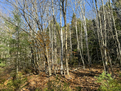 41 Acres with 1330 Ft on Long Lake - Northfield, ME - image 17