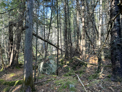 41 Acres with 1330 Ft on Long Lake - Northfield, ME - image 16