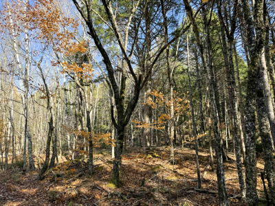 41 Acres with 1330 Ft on Long Lake - Northfield, ME - image 8