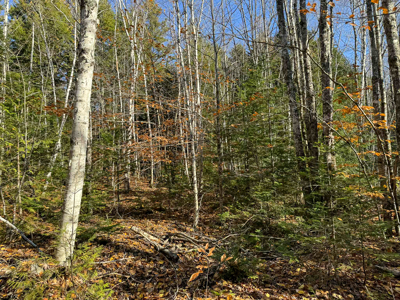 41 Acres with 1330 Ft on Long Lake - Northfield, ME - image 15