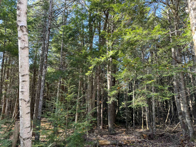 41 Acres with 1330 Ft on Long Lake - Northfield, ME - image 12