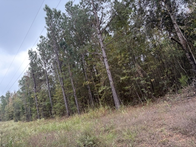 “13.09 Wooded Acres on MC 35 – Prime Land with Power Available !! - image 2