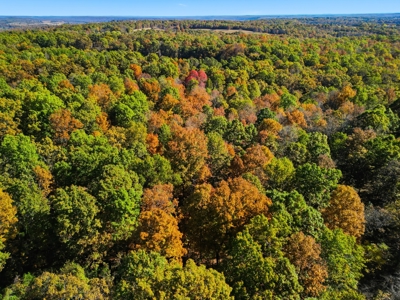 230 Acres – Ozark Hunting & Cattle Land Near Twin Lakes - image 34