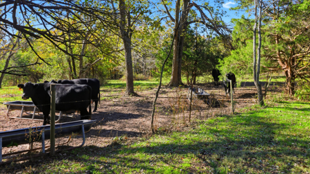 230 Acres – Ozark Hunting & Cattle Land Near Twin Lakes - image 23