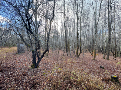 Peaceful Log Cabin Retreat with 128.8 Acres - image 15