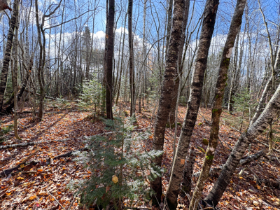 Peaceful Log Cabin Retreat with 128.8 Acres - image 21