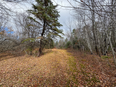 Peaceful Log Cabin Retreat with 128.8 Acres - image 25