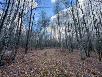 Peaceful Log Cabin Retreat with 128.8 Acres - image 17