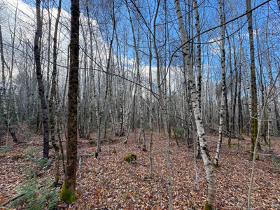 Peaceful Log Cabin Retreat with 128.8 Acres - image 18