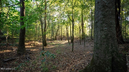 233-Acre Paradise on the Tickfaw River, Osyka, Amite County, MS - image 17