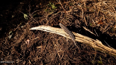 233-Acre Paradise on the Tickfaw River, Osyka, Amite County, MS - image 33