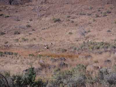 Eastern Oregon Black Bull Springs Ranch - image 12
