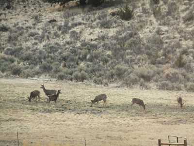 Eastern Oregon Black Bull Springs Ranch - image 14