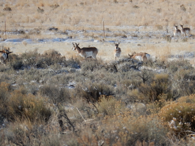 Eastern Oregon Black Bull Springs Ranch - image 13