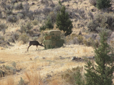 Eastern Oregon Black Bull Springs Ranch - image 8