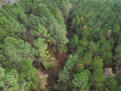 201.66± Acres of Timberland & Wildlife Habitat | Cass County - image 6