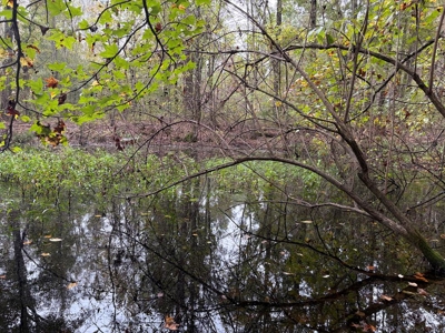 201.66± Acres of Timberland & Wildlife Habitat | Cass County - image 2