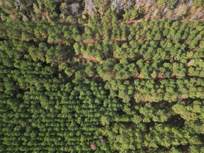 201.66± Acres of Timberland & Wildlife Habitat | Cass County - image 8