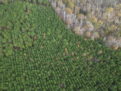 201.66± Acres of Timberland & Wildlife Habitat | Cass County - image 9