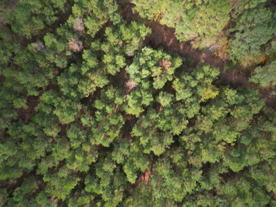 201.66± Acres of Timberland & Wildlife Habitat | Cass County - image 15