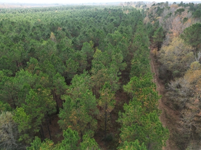201.66± Acres of Timberland & Wildlife Habitat | Cass County - image 7