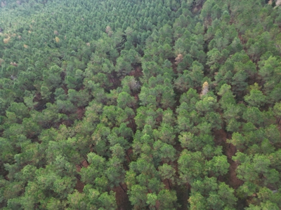 201.66± Acres of Timberland & Wildlife Habitat | Cass County - image 11