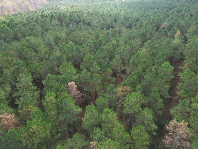 201.66± Acres of Timberland & Wildlife Habitat | Cass County - image 12