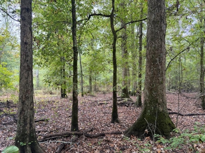 201.66± Acres of Timberland & Wildlife Habitat | Cass County - image 4