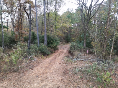 201.66± Acres of Timberland & Wildlife Habitat | Cass County - image 19