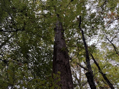 201.66± Acres of Timberland & Wildlife Habitat | Cass County - image 5