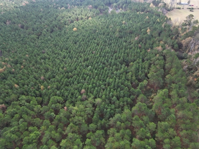 201.66± Acres of Timberland & Wildlife Habitat | Cass County - image 10