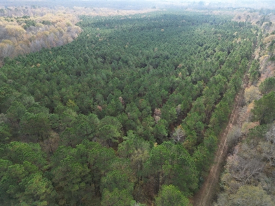 201.66± Acres of Timberland & Wildlife Habitat | Cass County - image 13