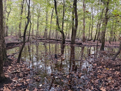 201.66± Acres of Timberland & Wildlife Habitat | Cass County - image 1