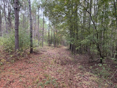 201.66± Acres of Timberland & Wildlife Habitat | Cass County - image 3