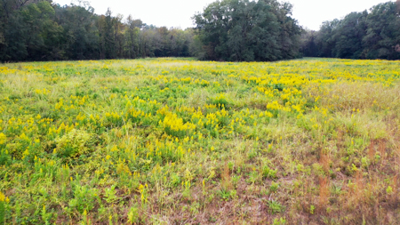 Recreational Ranch with home with acreage for sale in East Texas - image 7