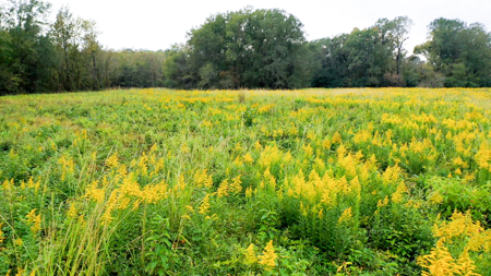 Recreational Ranch with home with acreage for sale in East Texas - image 6