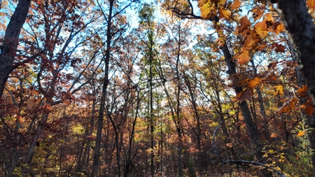 Land For sale in St. Clair County, Missouri - image 21