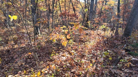 Land For sale in St. Clair County, Missouri - image 23