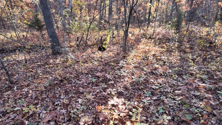 Land For sale in St. Clair County, Missouri - image 18