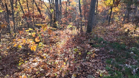 Land For sale in St. Clair County, Missouri - image 22