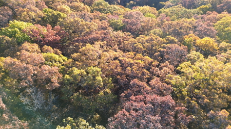 Land For sale in St. Clair County, Missouri - image 2