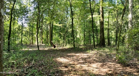 108+- Acres on the Bogue Chitto River Summit, Mississippi - image 13