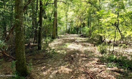 108+- Acres on the Bogue Chitto River Summit, Mississippi - image 14