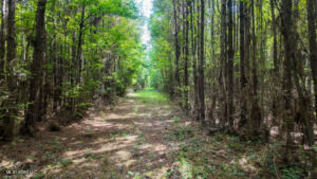 108+- Acres on the Bogue Chitto River Summit, Mississippi - image 3
