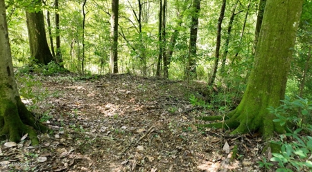 108+- Acres on the Bogue Chitto River Summit, Mississippi - image 9