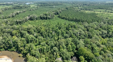 108+- Acres on the Bogue Chitto River Summit, Mississippi - image 11