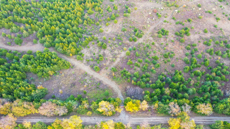 Lamar County Acreage for Sale Paris Tx - image 10