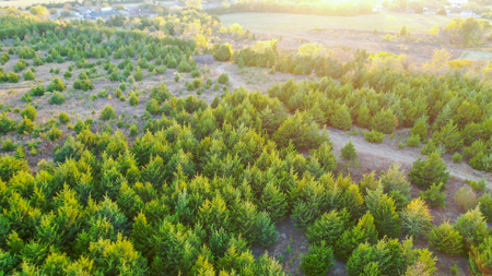 Lamar County Acreage for Sale Paris Tx - image 19