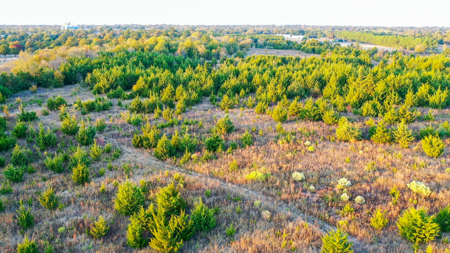 Lamar County Acreage for Sale Paris Tx - image 16