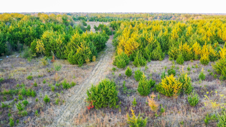 Lamar County Acreage for Sale Paris Tx - image 26